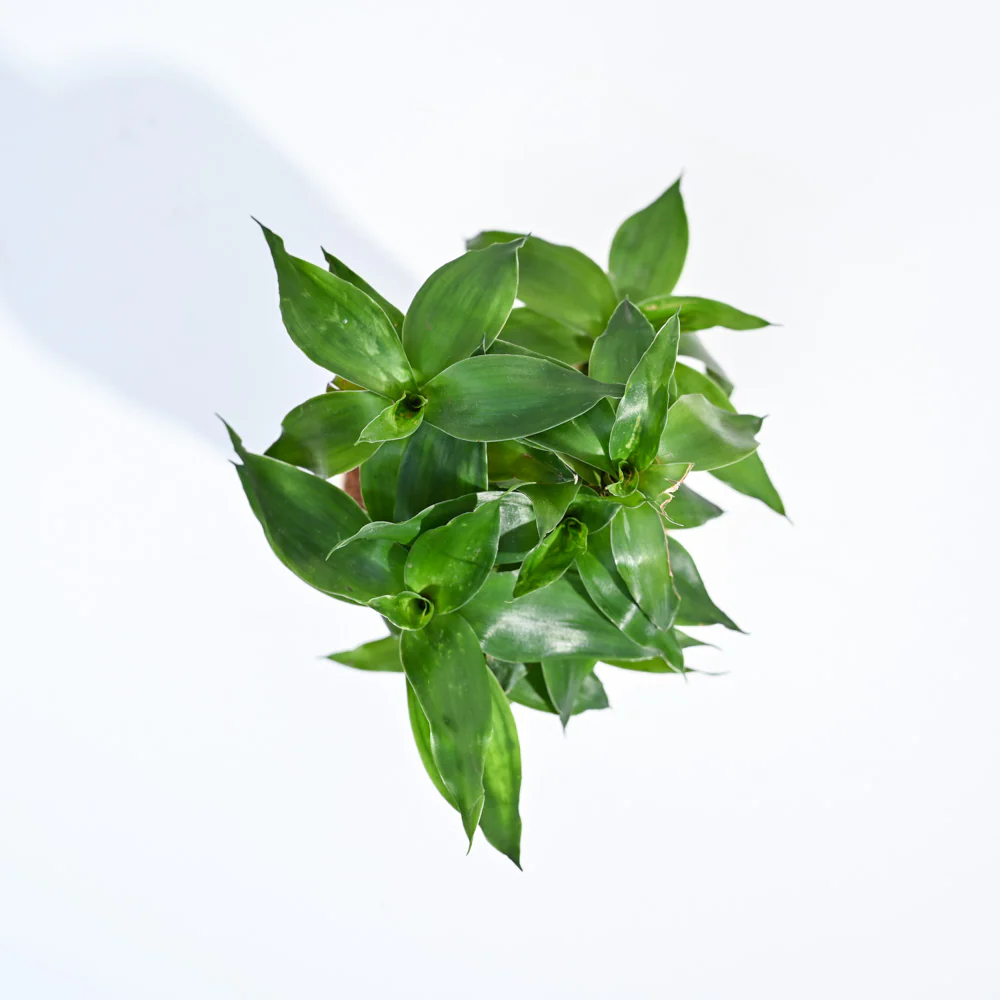 Product image 146