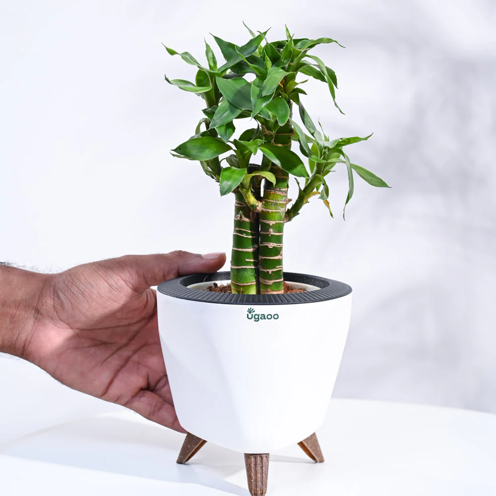 Product image 170