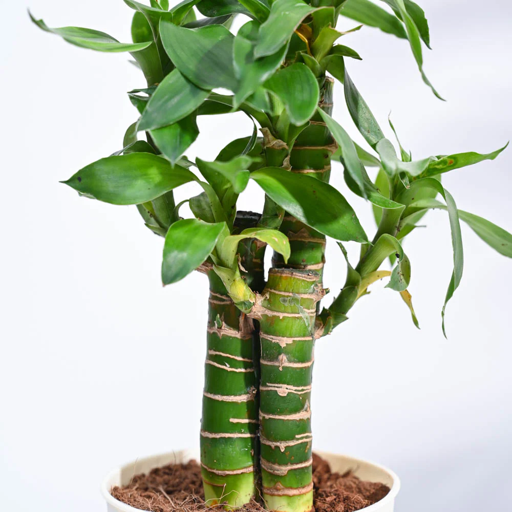 Product image 187