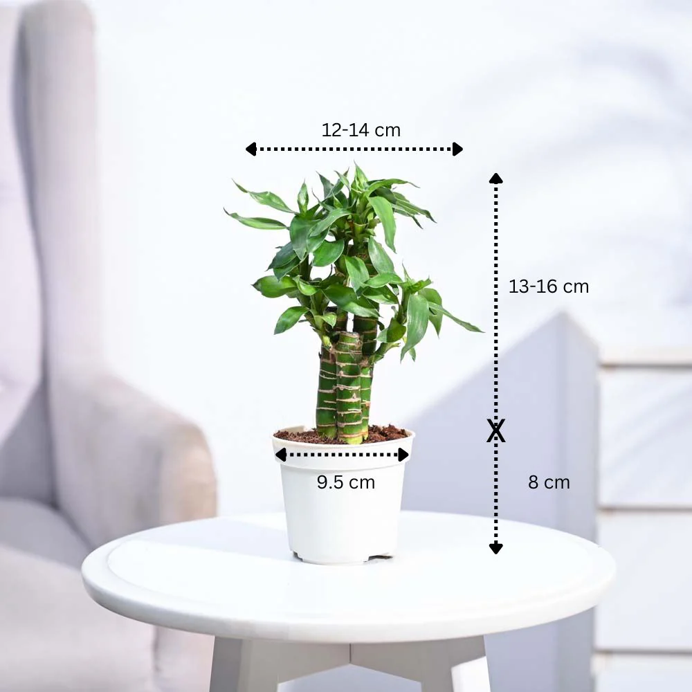 Product image 203