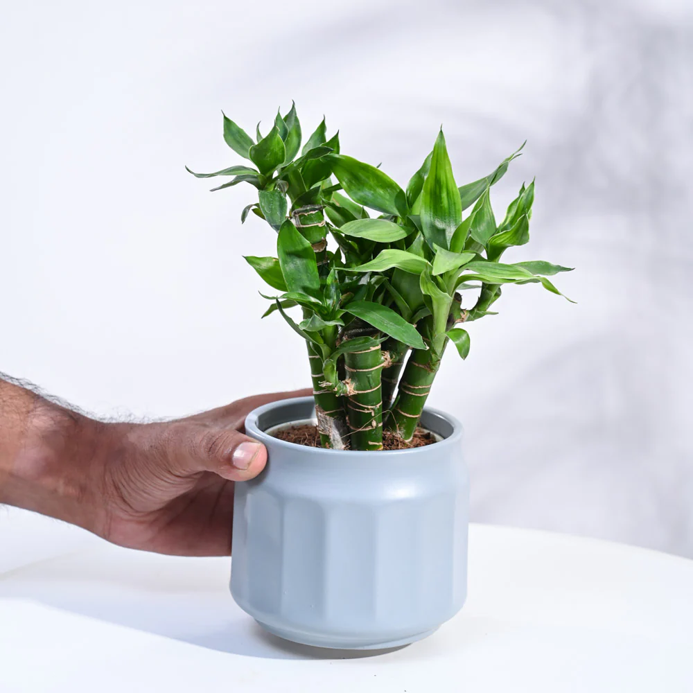 Product image 163