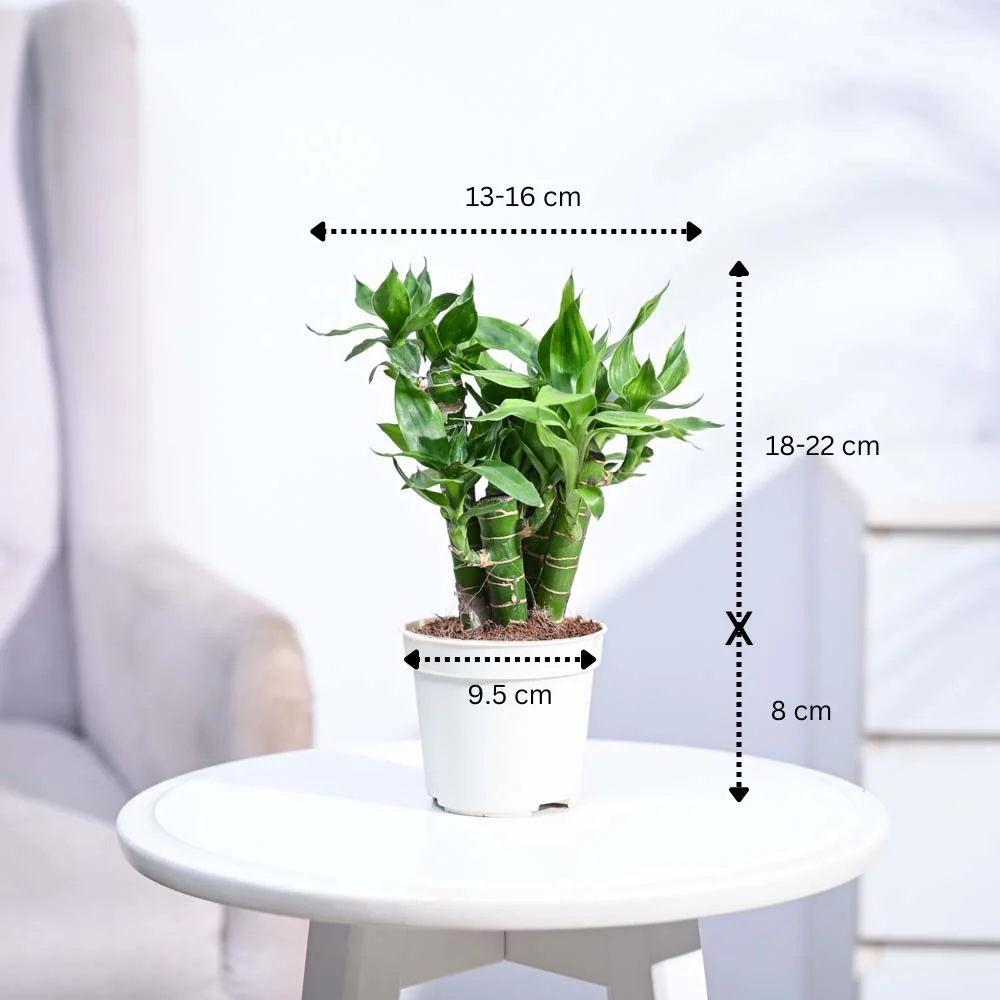 Product image 98