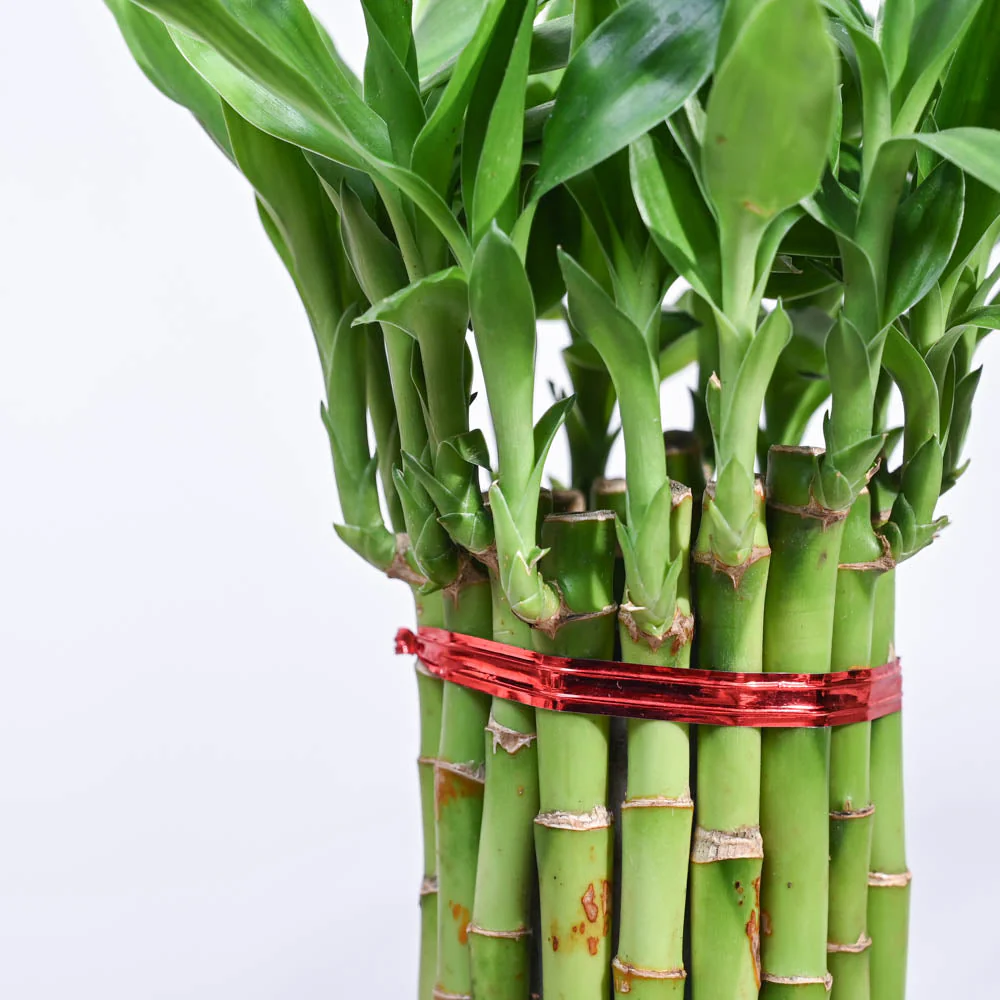 Product image 143