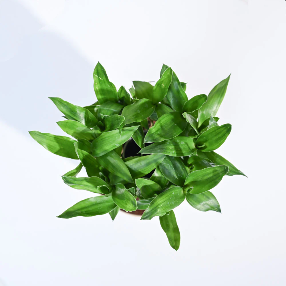 Product image 152