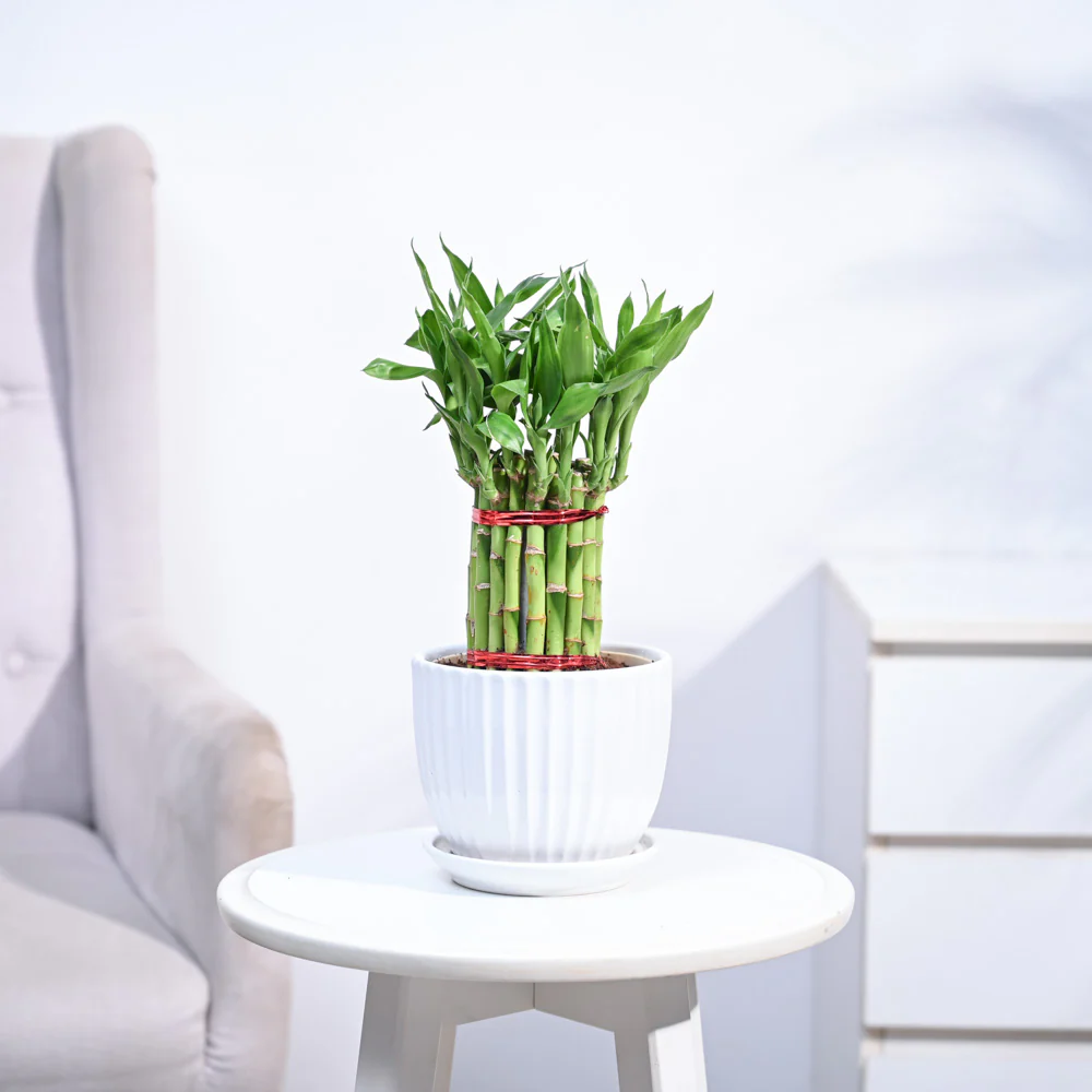 Product image 162