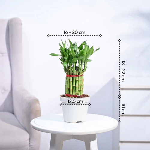 Product image 73