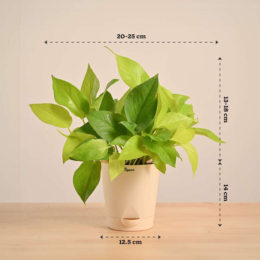 Product image 115