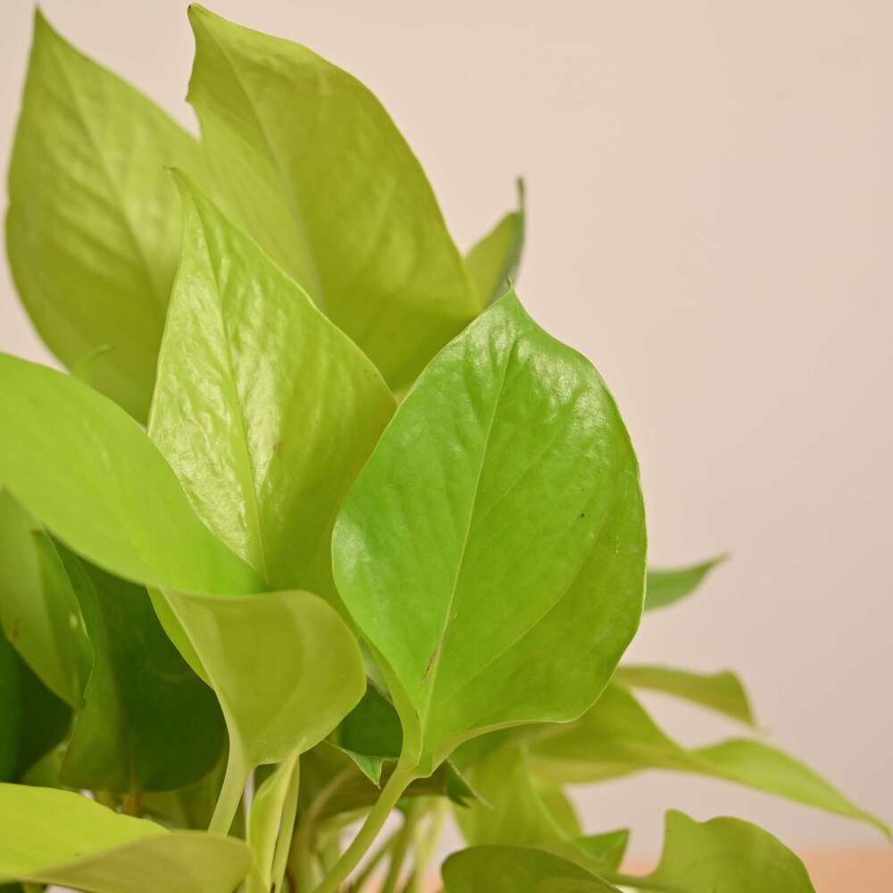 Product image 125