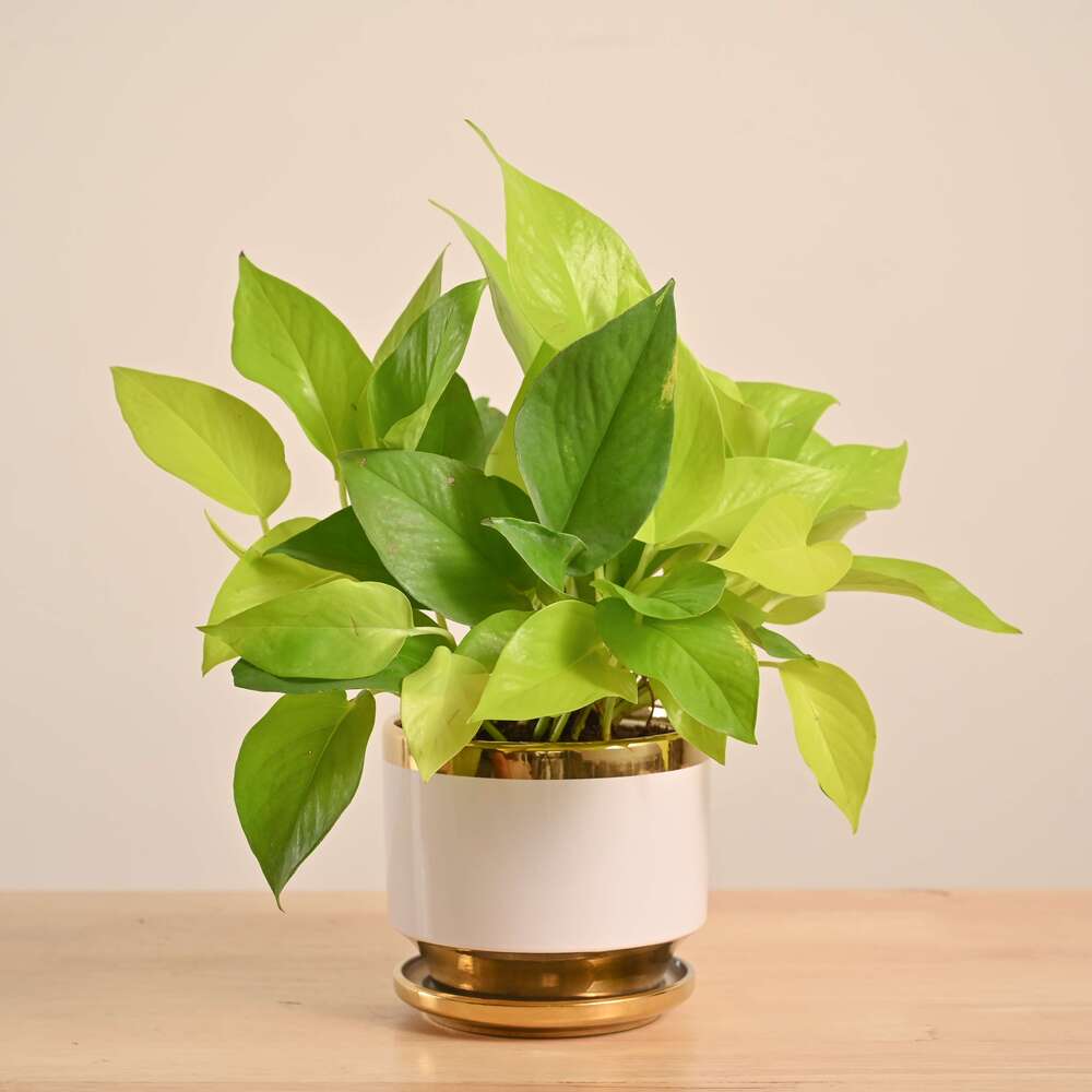 Product image 128