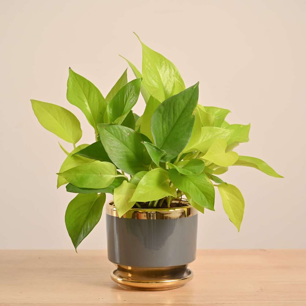 Product image 132