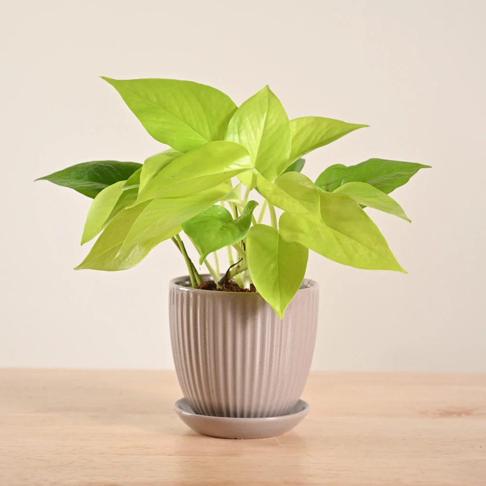Product image 156