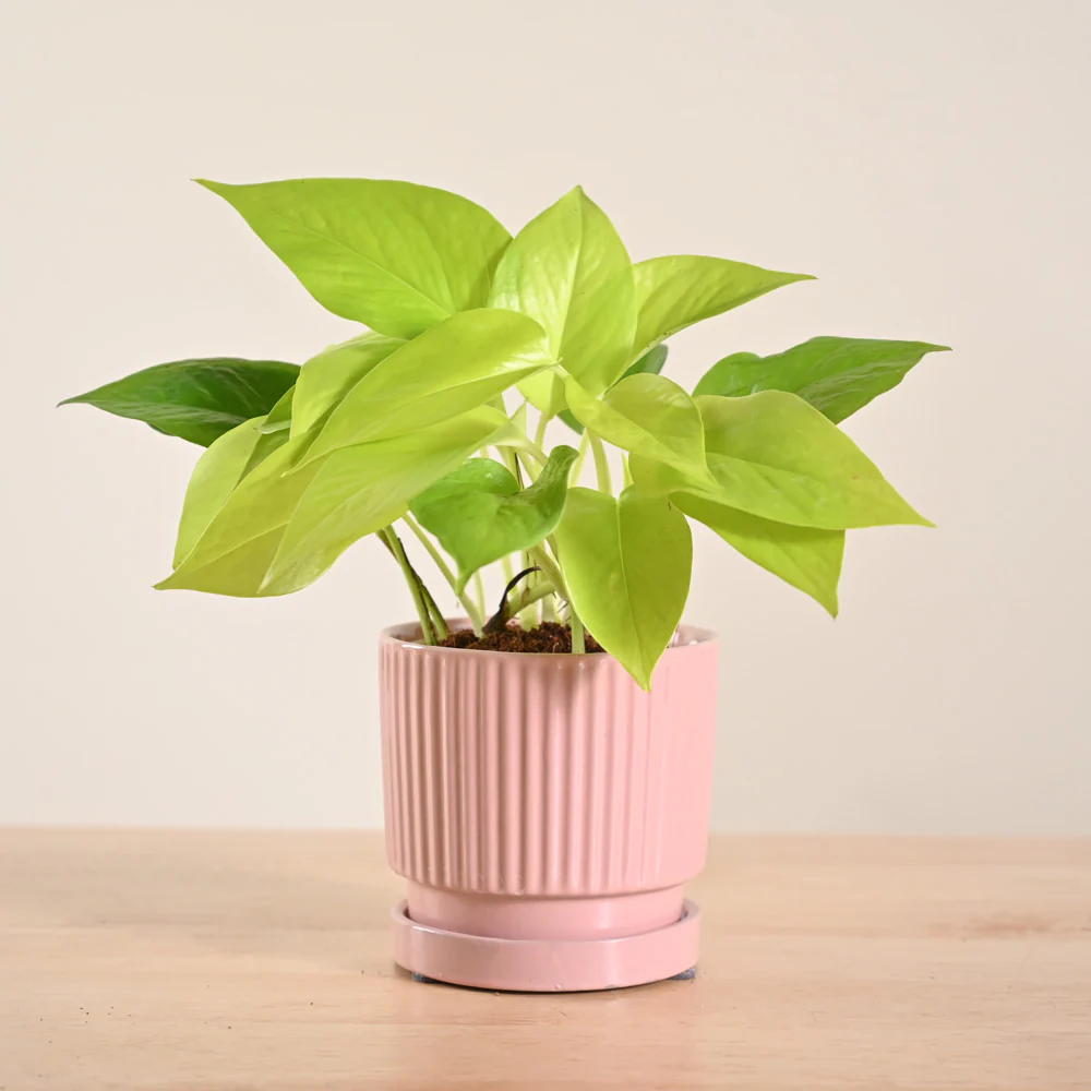 Product image 184