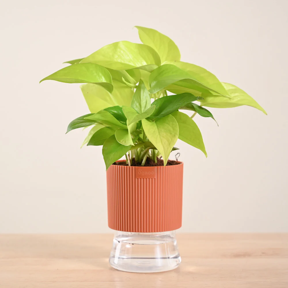 Product image 200