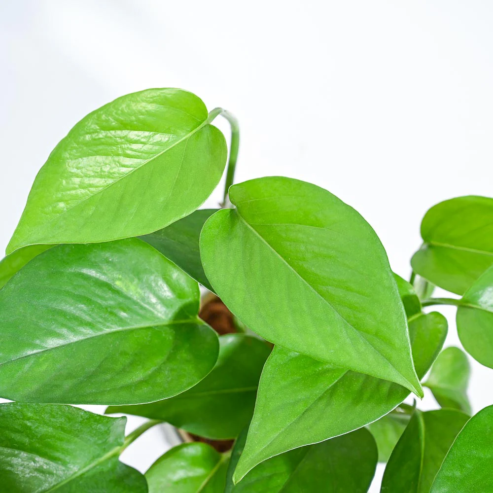 Product image 114