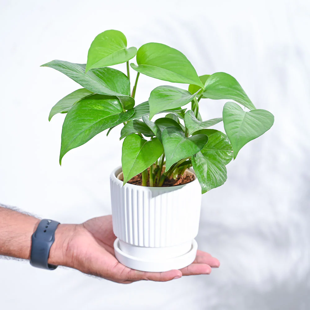 Product image 62