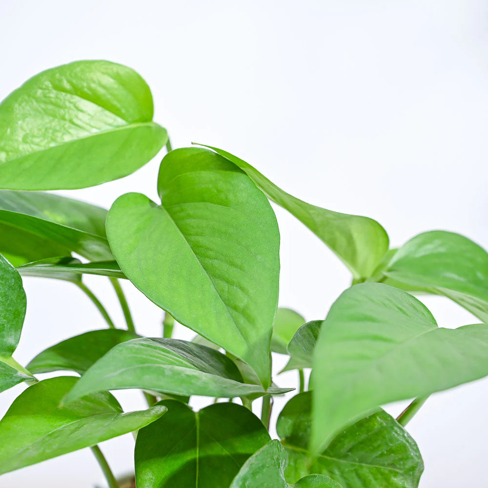 Product image 94