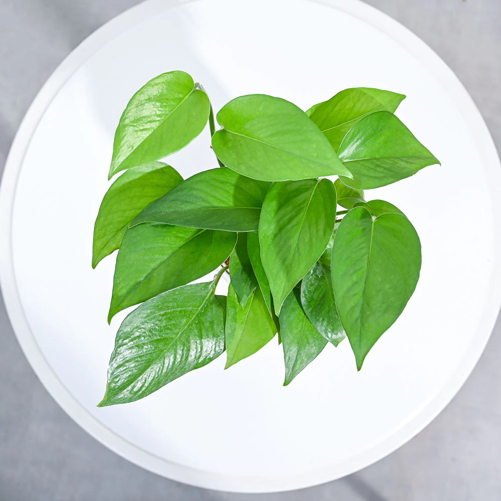 Product image 95