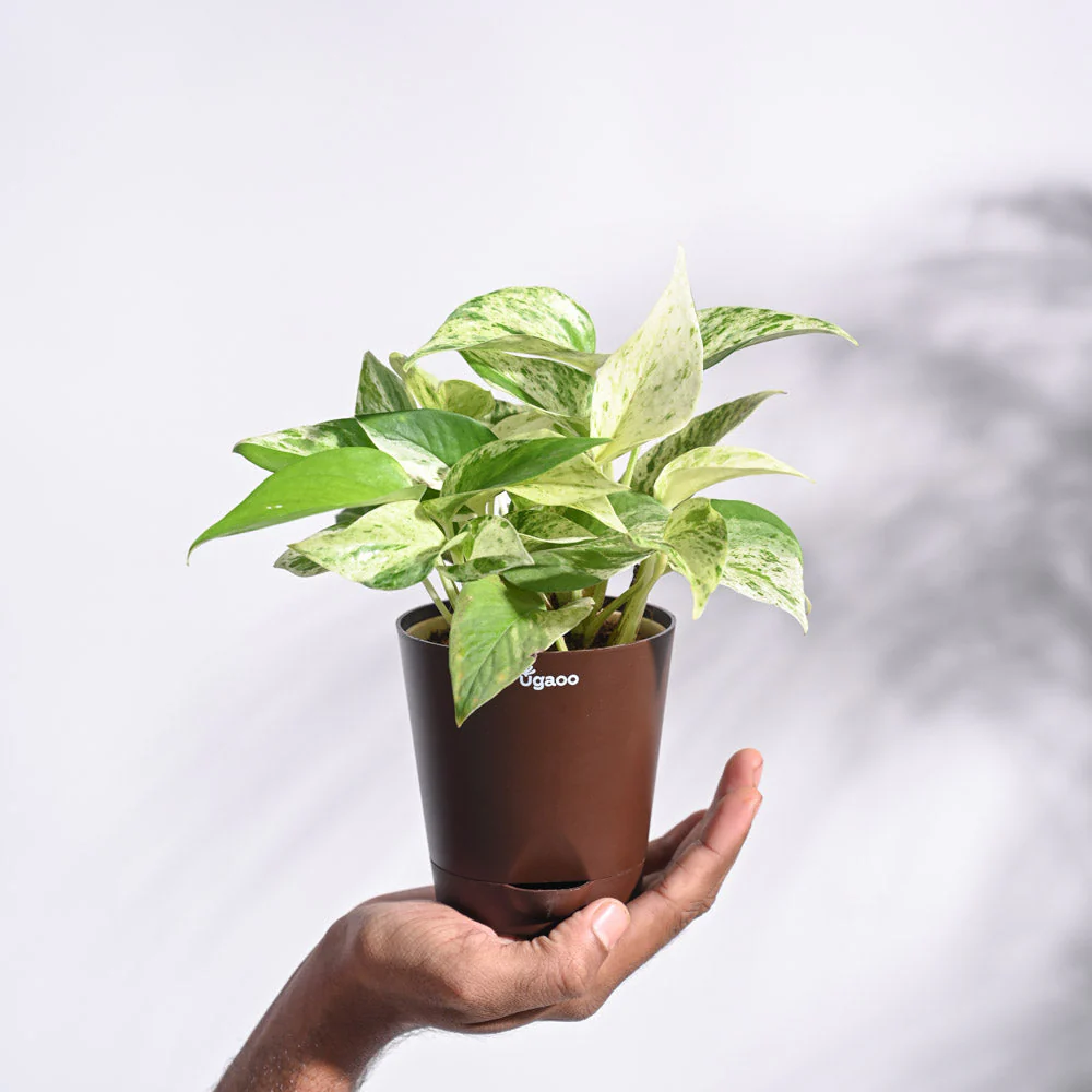 Product image 75