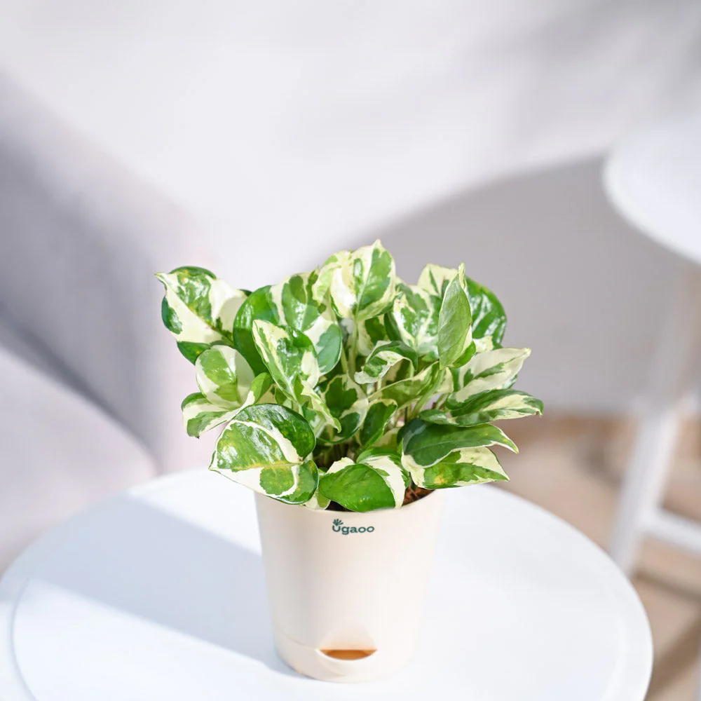 Product image 94