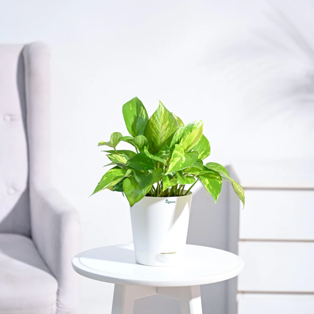 Product image 111