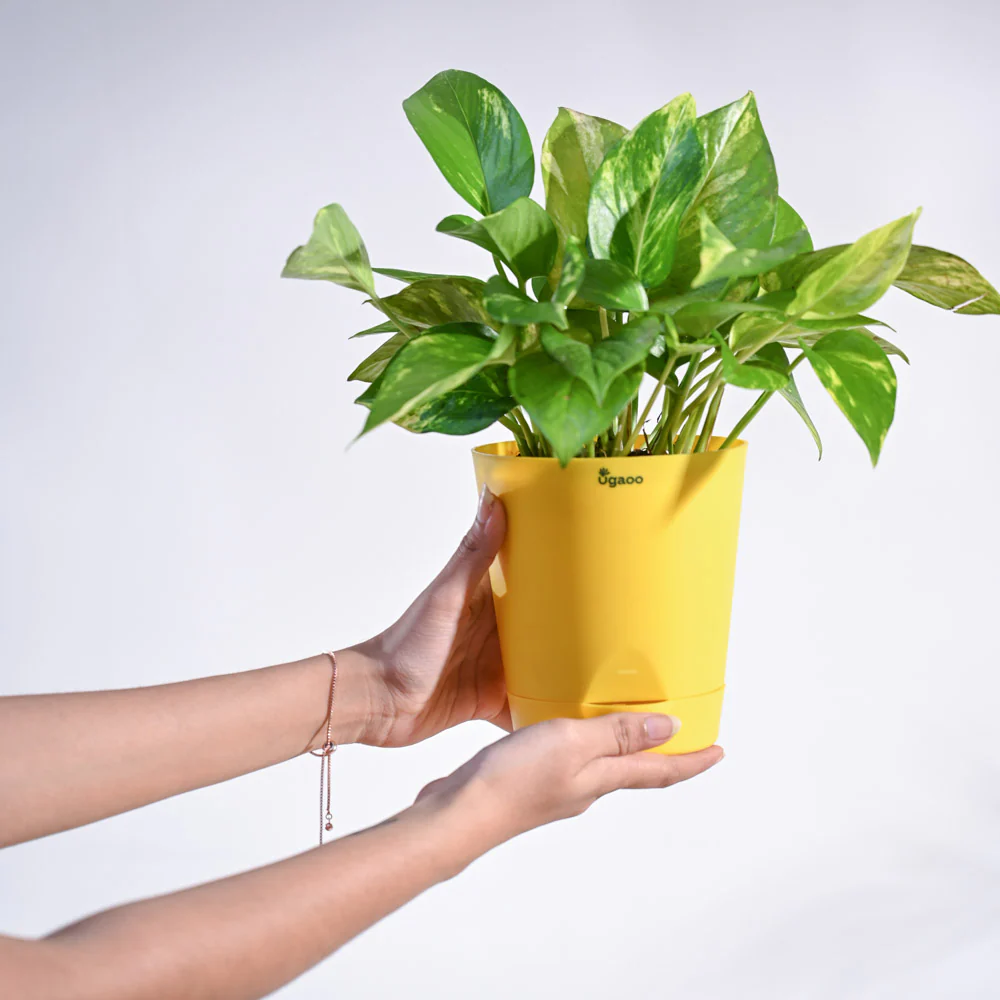 Product image 118
