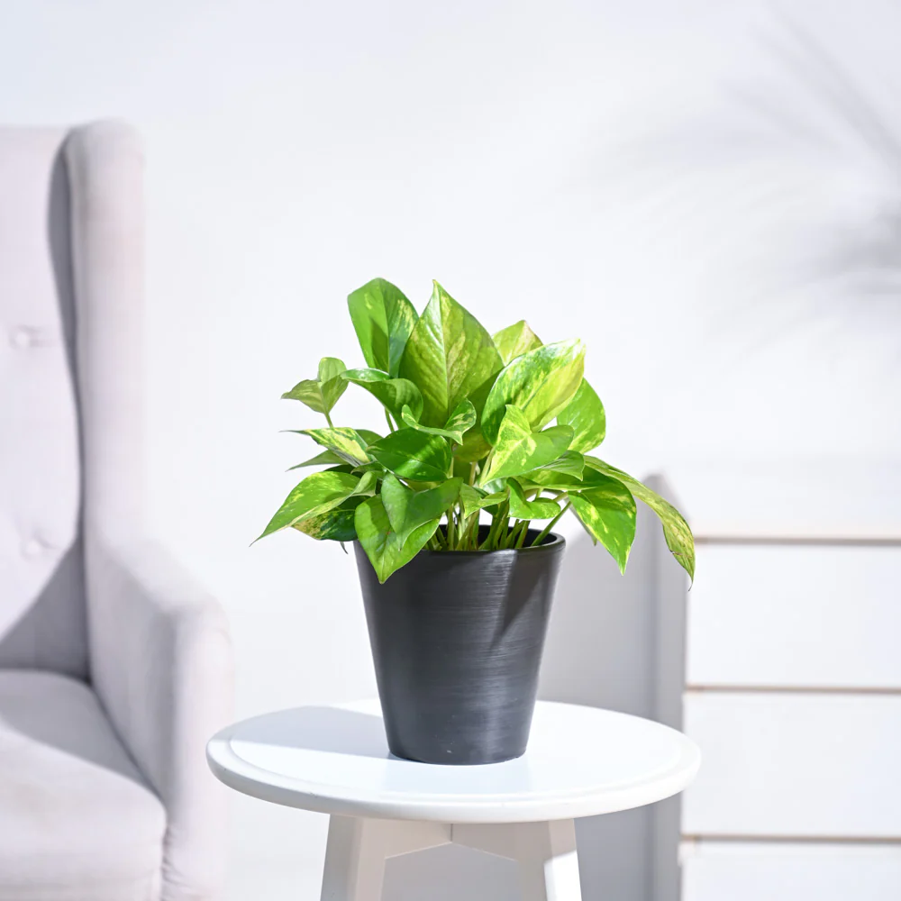 Product image 119