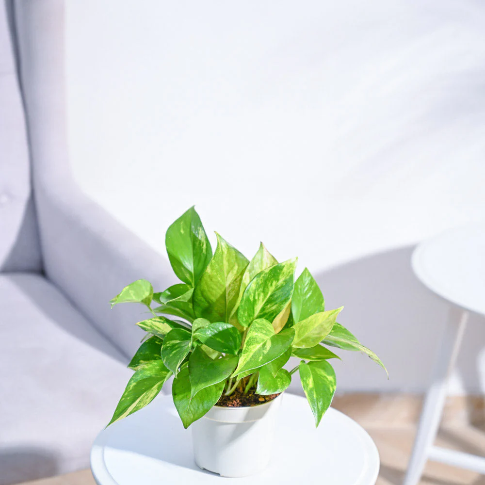 Product image 124