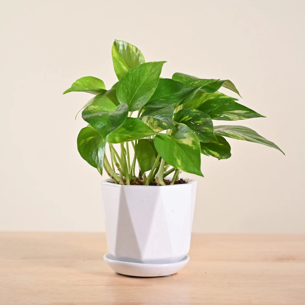 Product image 150