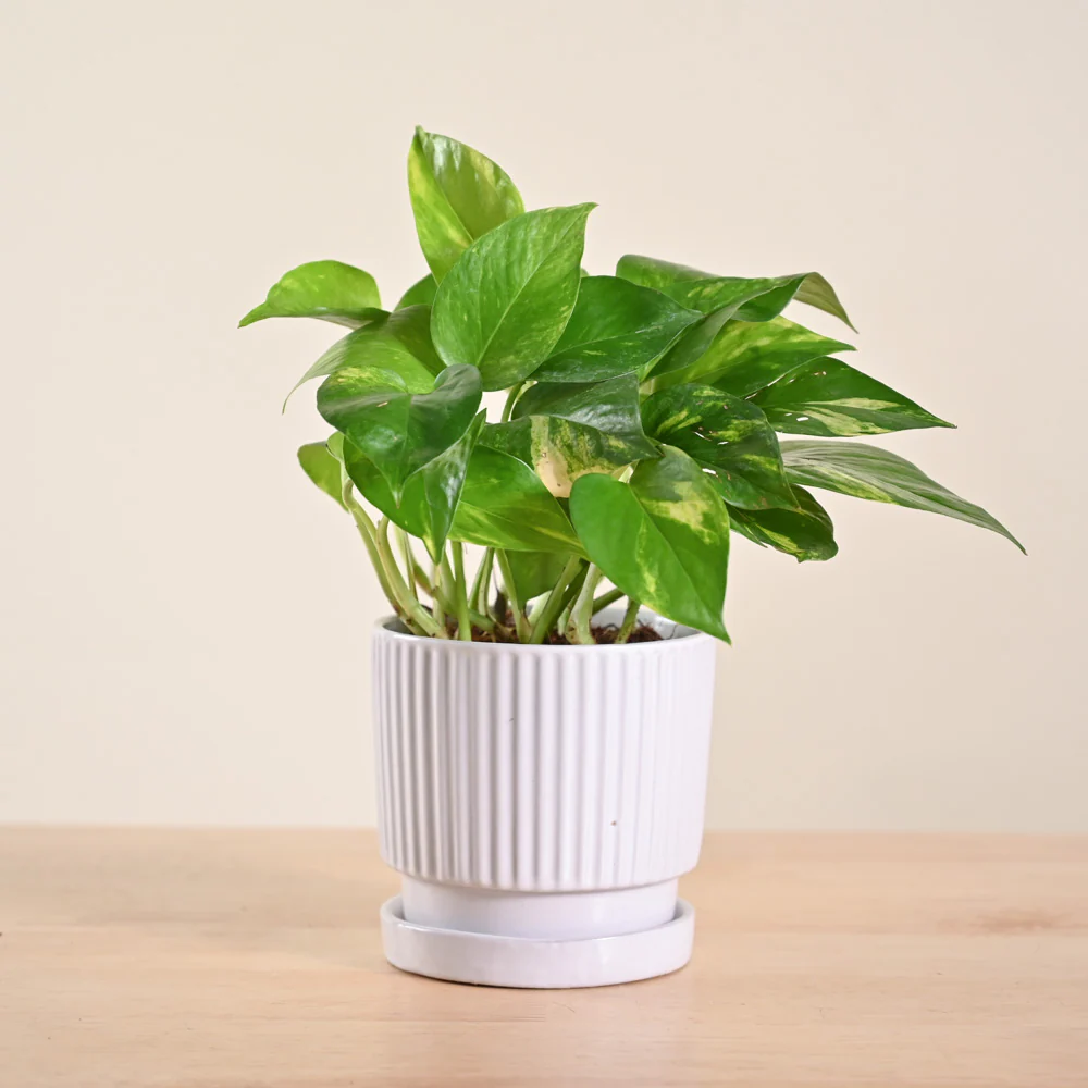 Product image 168