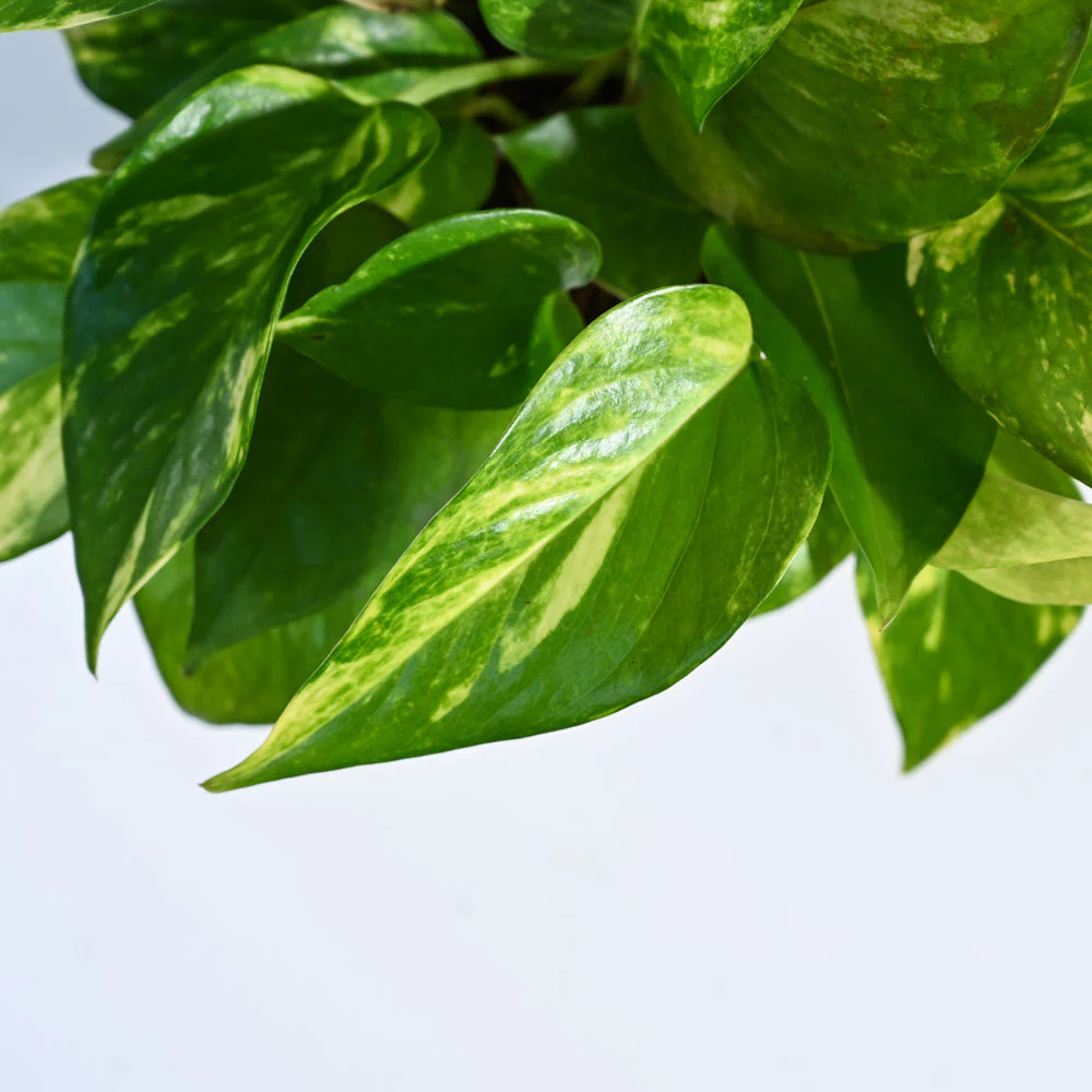 Product image 91