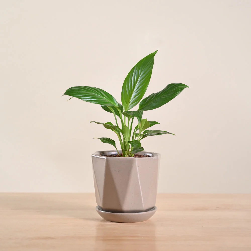 Product image 173