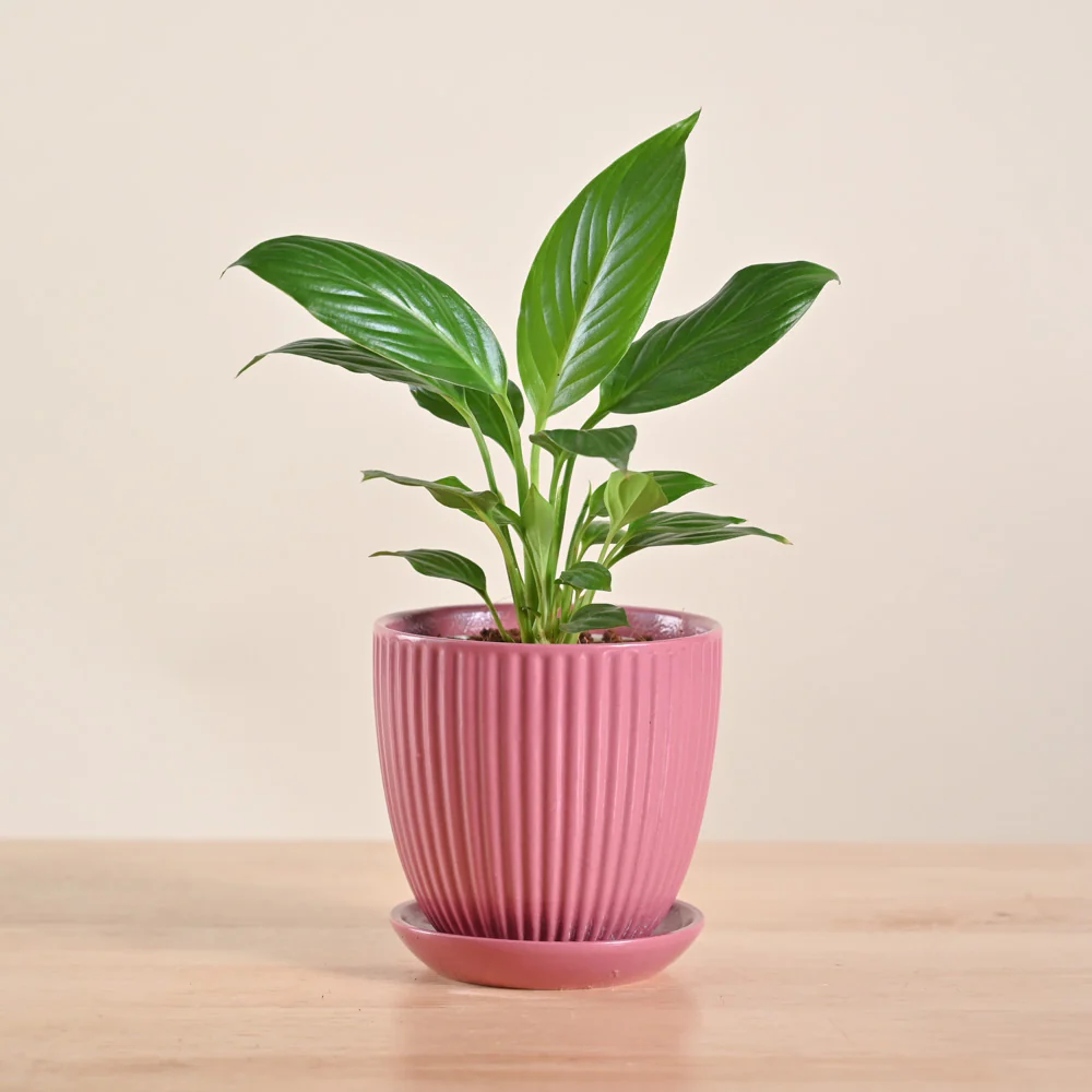 Product image 209