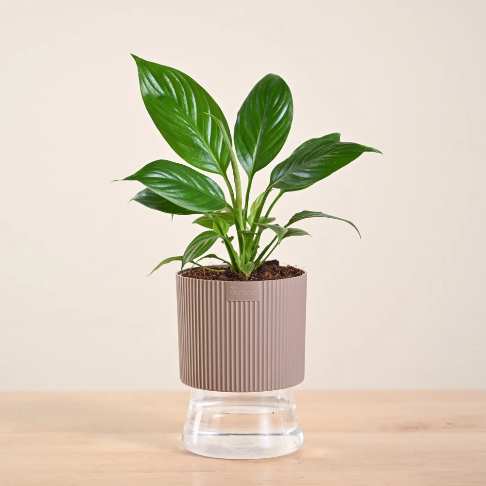 Product image 225
