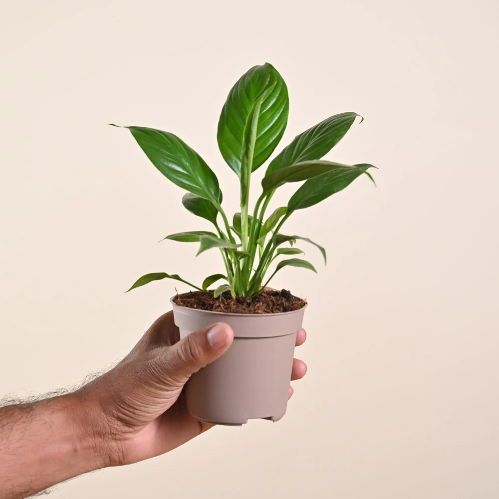 Product image 236
