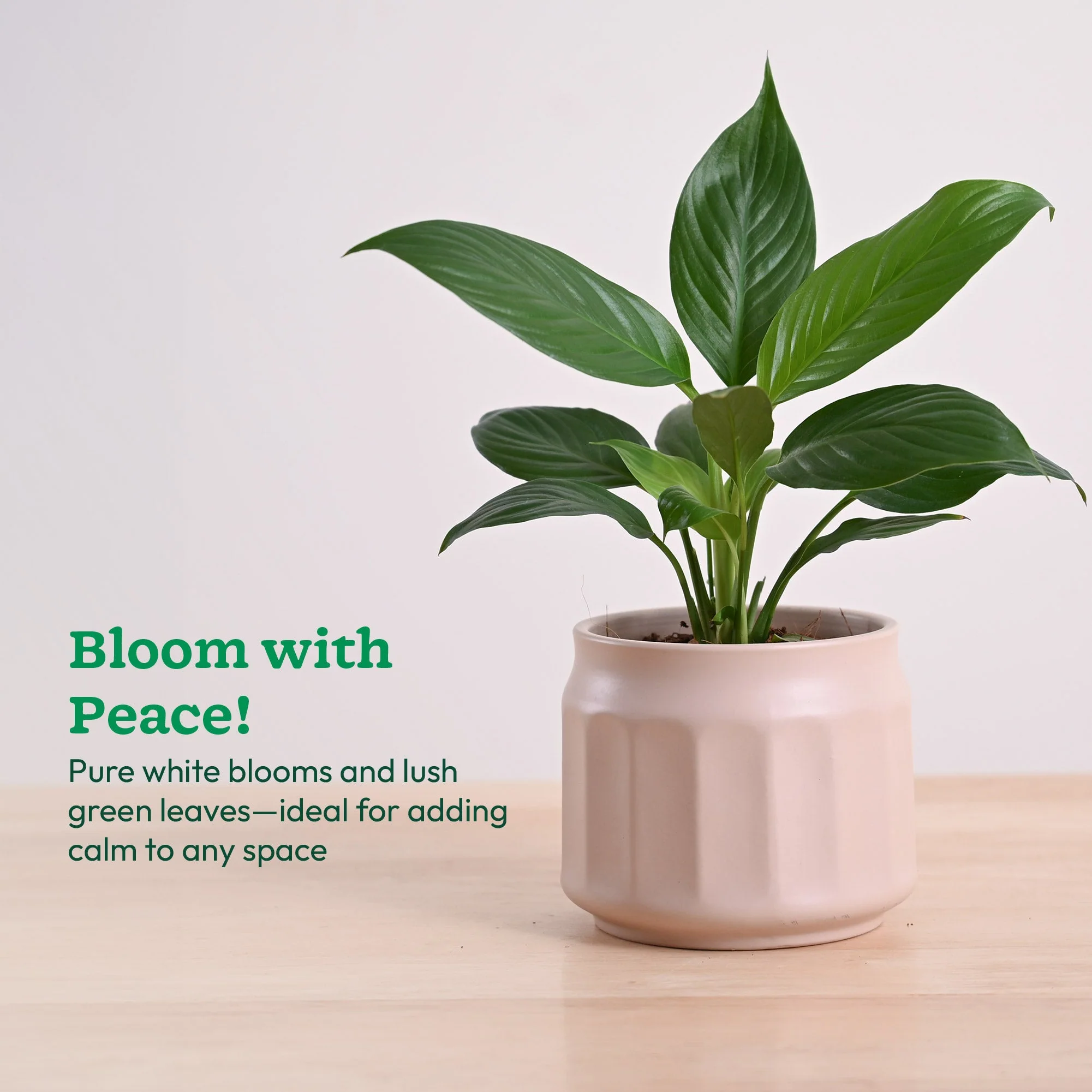 Product image 96