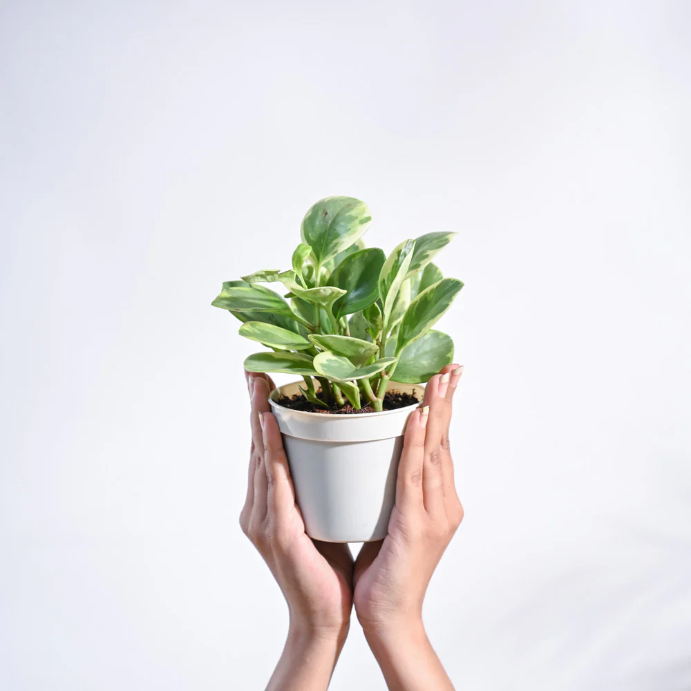 Product image 108