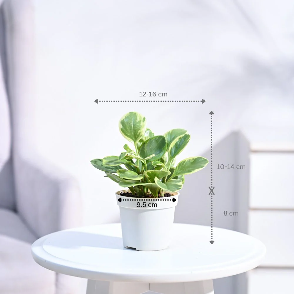 Product image 132