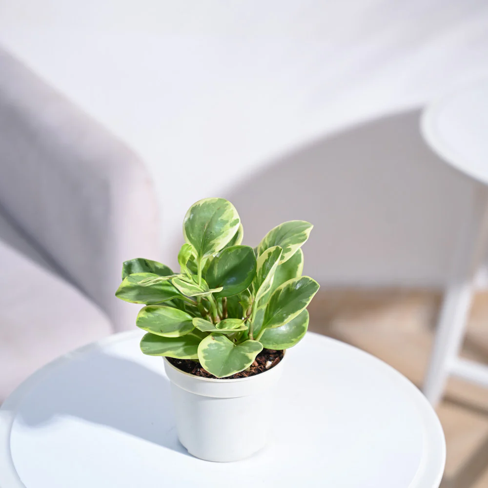 Product image 87