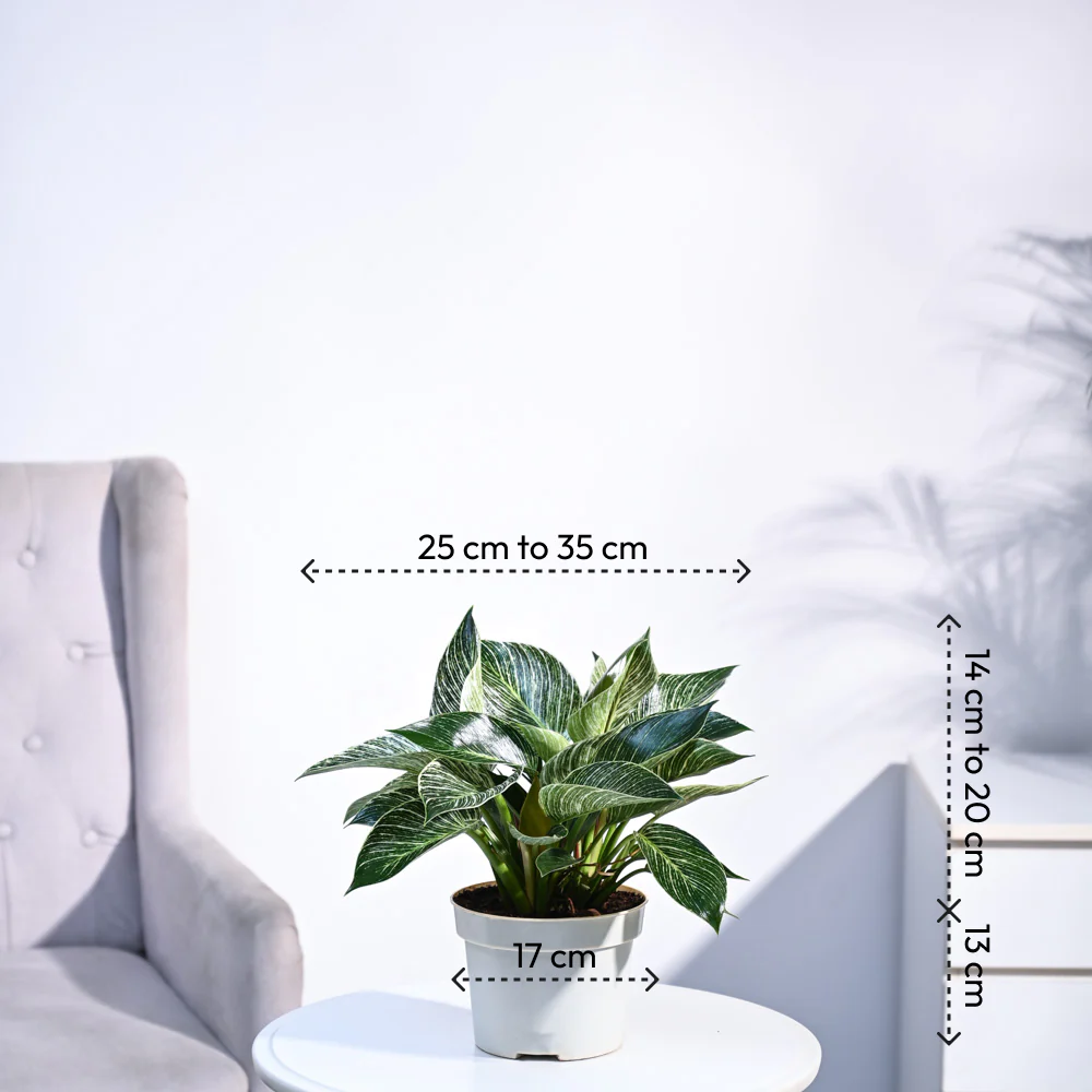 Product image 84