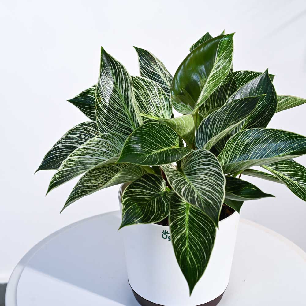 Product image 96