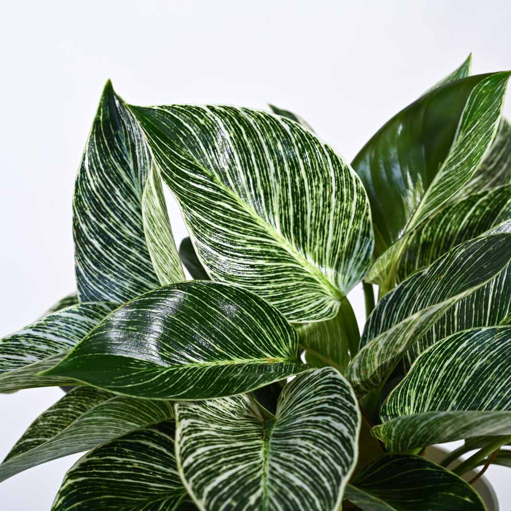 Product image 98