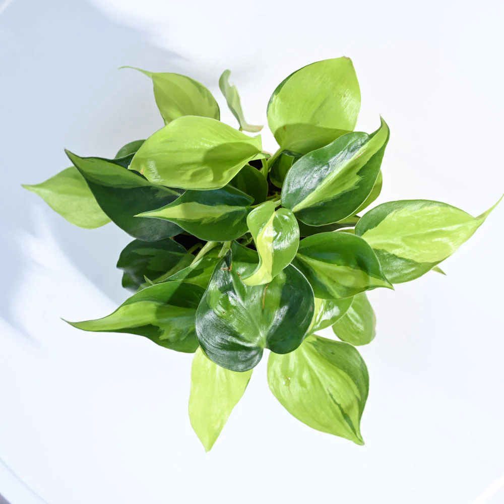 Product image 97