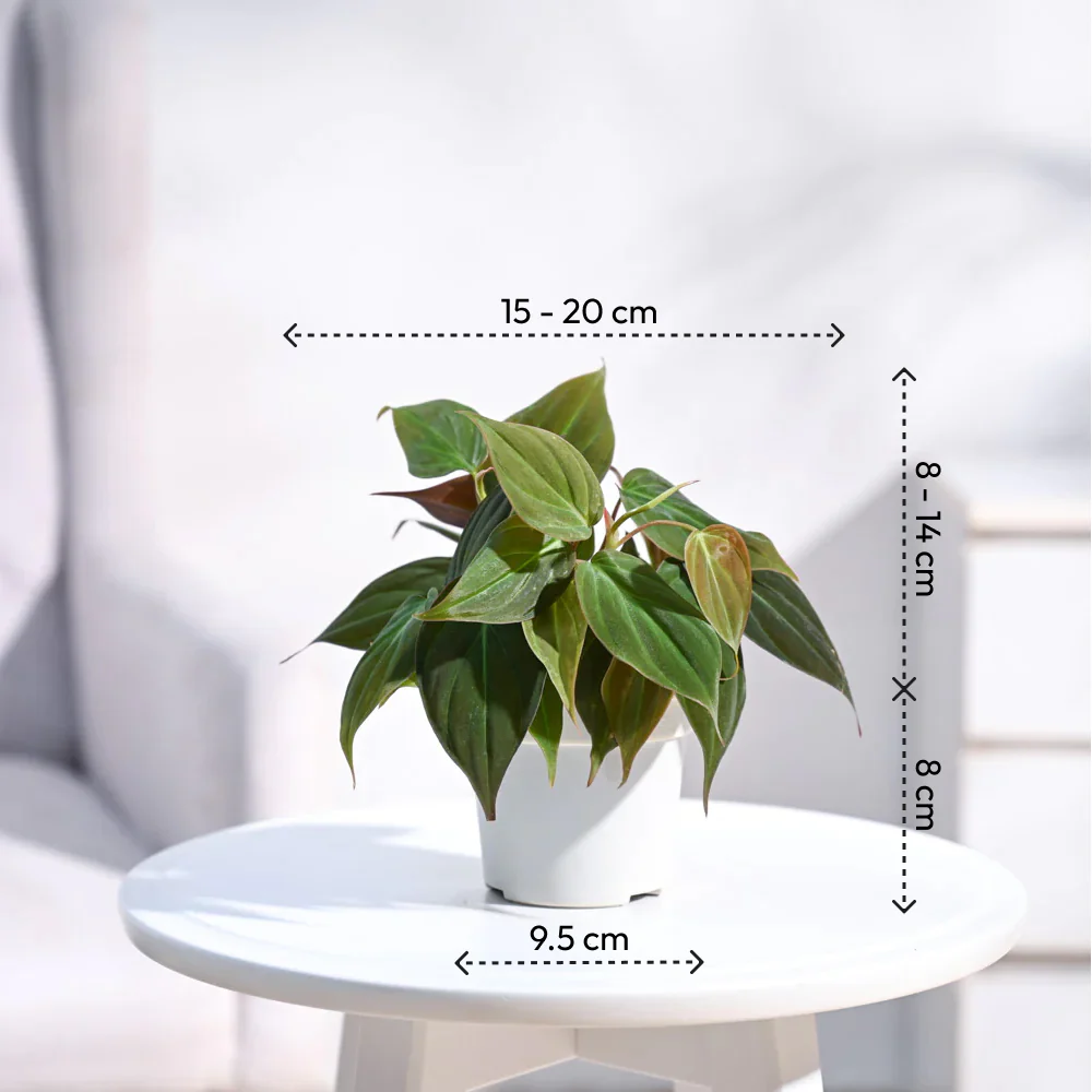 Product image 85
