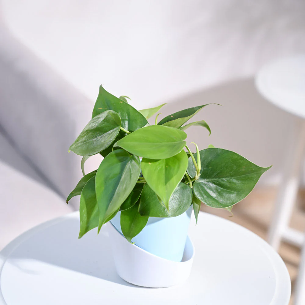 Product image 104