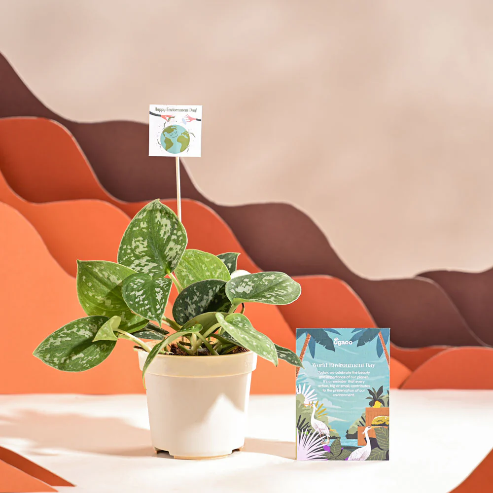 Product image 62