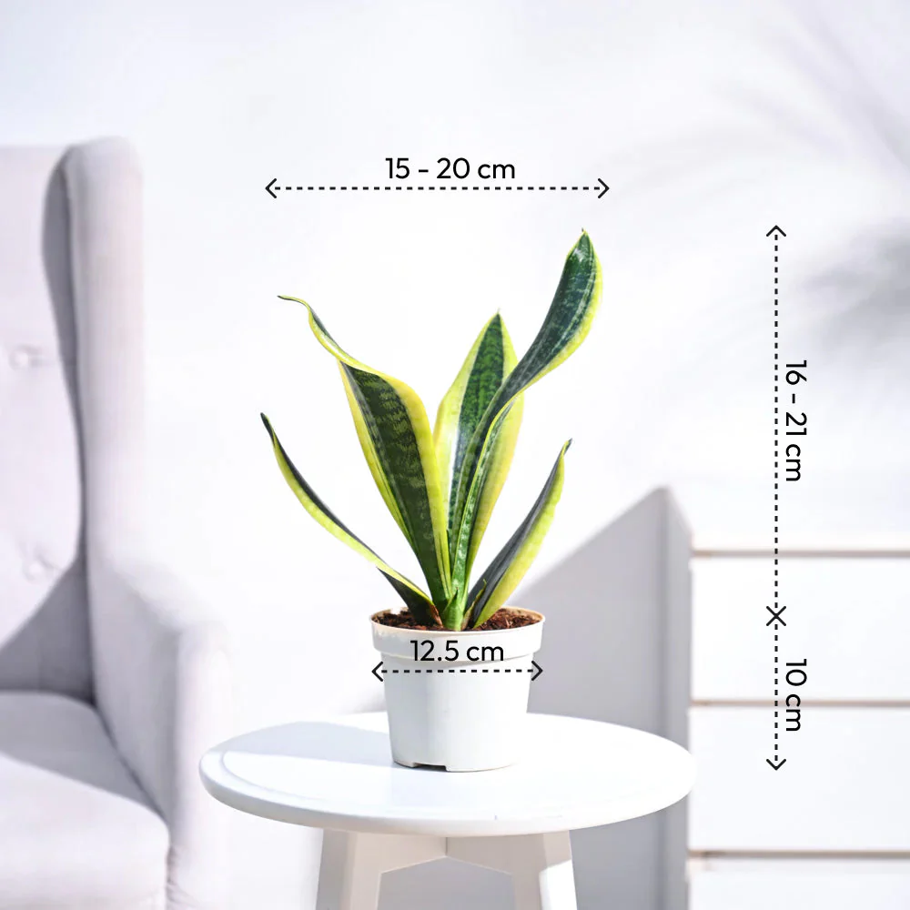 Product image 46