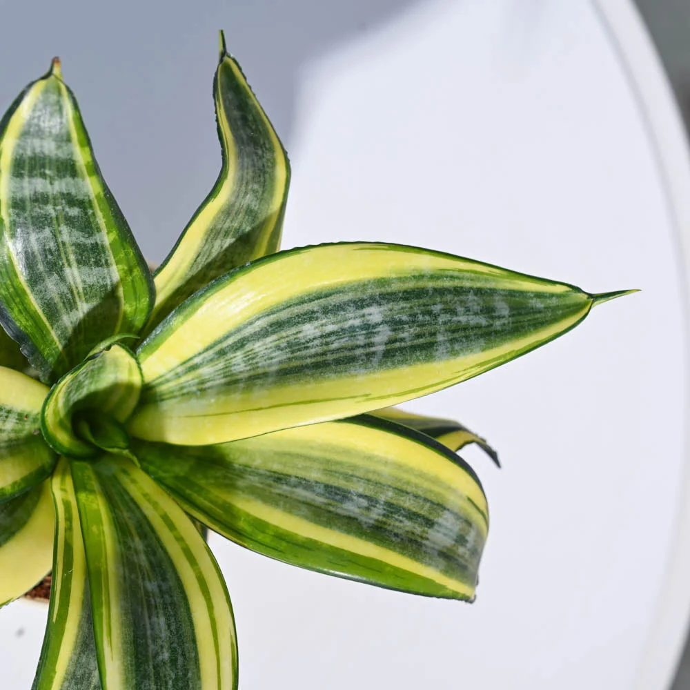 Product image 67