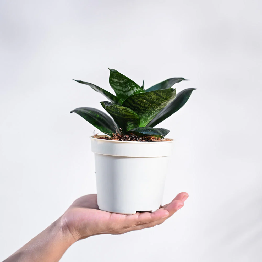 Product image 66