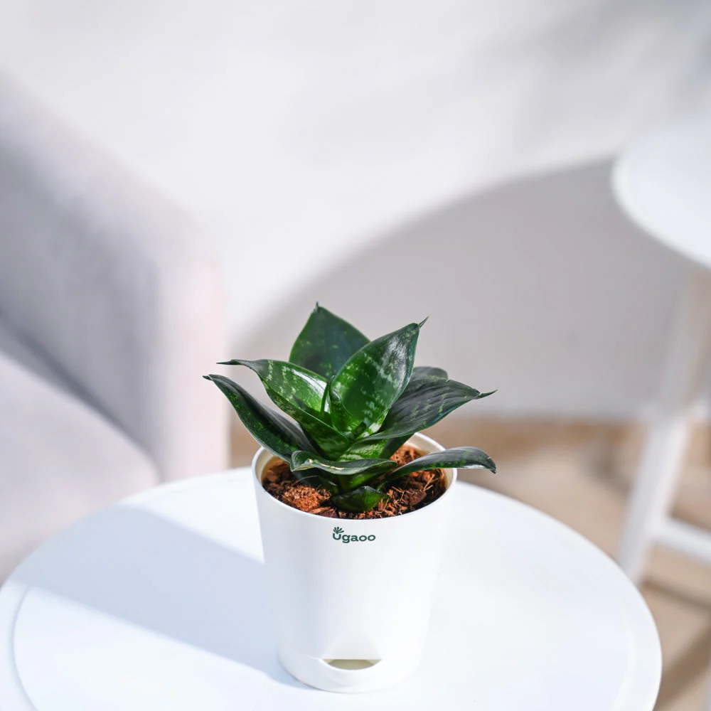 Product image 95