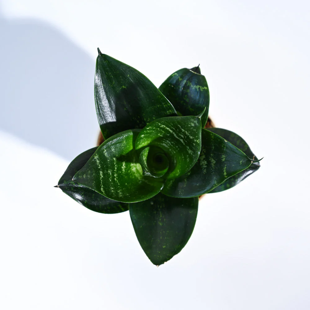 Product image 97